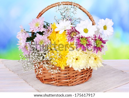 Beautiful chrysanthemum flowers in wicker basket on table on light blue background