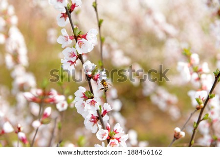 Beautiful fruit blossom, outdoors