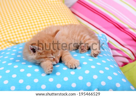Cute little red kitten  sleeping on colorful pillows, on light wall background