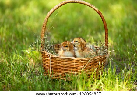 Little cute chickens in wicker basket on green grass, outdoors
