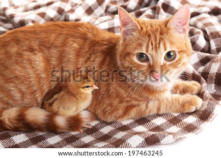 Red cat with cute chicken on plaid close up