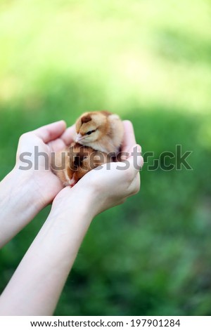 Hands holding little cute chicken isolated on white