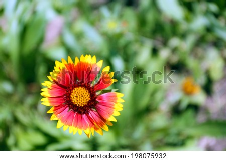 Gaillardia (Blanket Flower) in bloom, outdoors