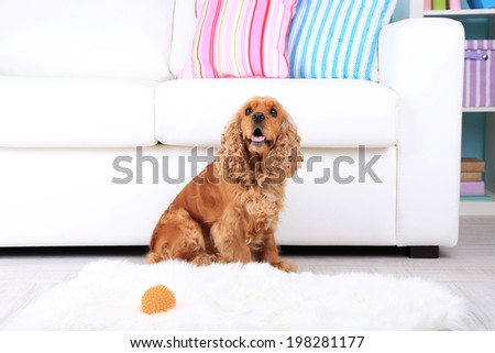 English cocker spaniel on rug near sofa
