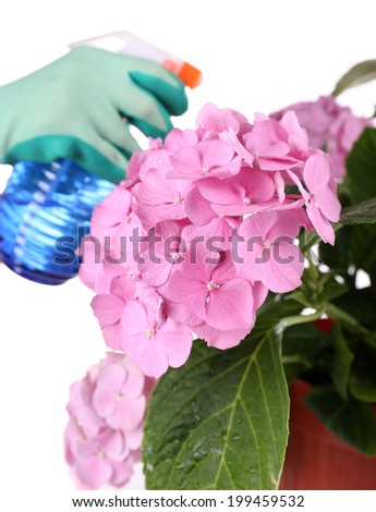 Process of caring for  hydrangea flower isolated on white