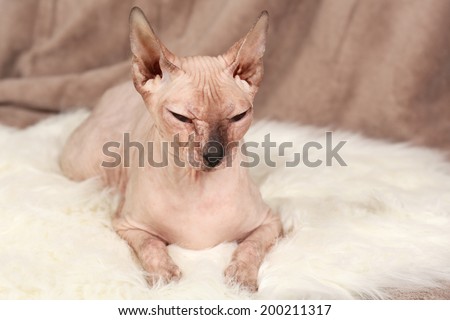 Sphynx hairless cat on fabric background