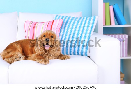 English cocker spaniel on sofa in room