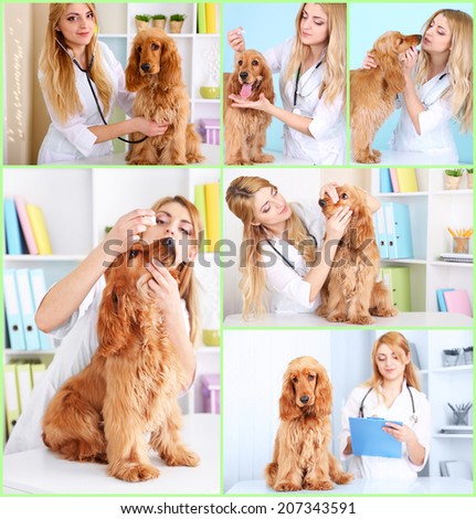 Collage of dog at vet