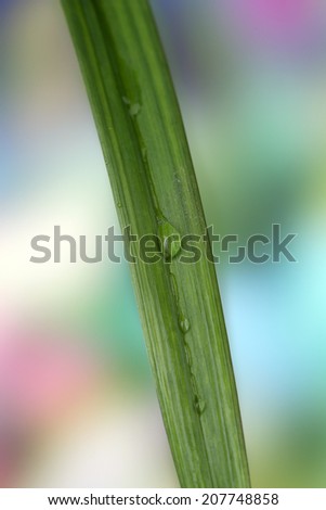 Dew drop on blade of grass on bright background