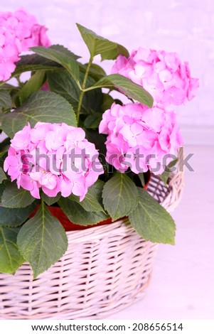 Hydrangea in basket on grey background