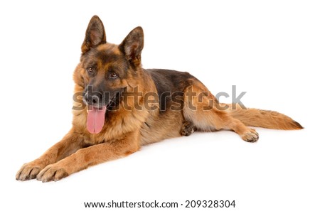 Similar – Image, Stock Photo German Sheppard dog posing at the boat