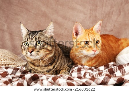 Two cats on blanket on brown wall background