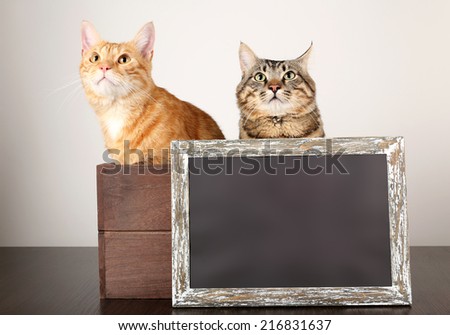 Two cats in wooden box and blackboard on table isolated on white