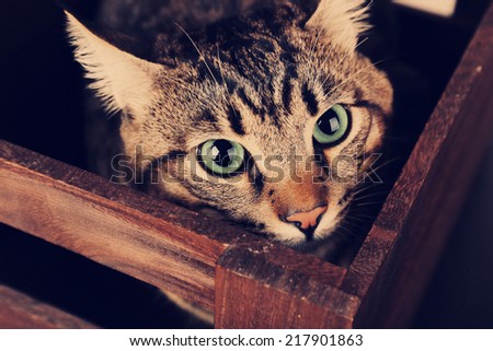 Cat in wooden box closeup