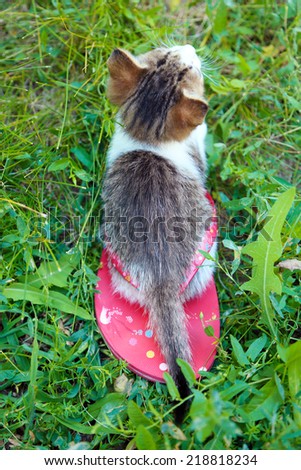 Cute little kitten sitting on flip-flop, outdoors