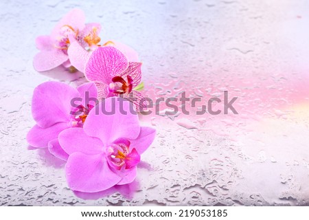 Yellow tropical orchid flowers isolated on white