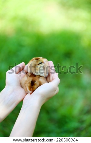 Hands holding little cute chicken isolated on white