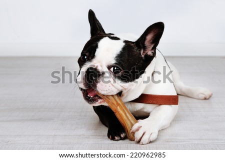 French bulldog with bone in room