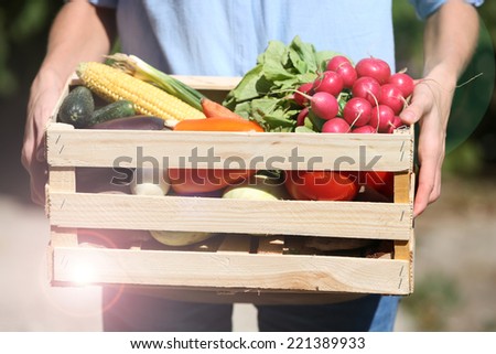 Fresh organic vegetables in wooden box in hand outdoors