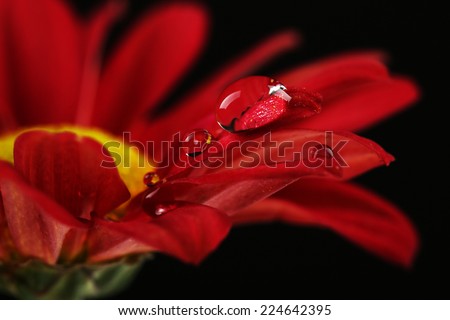Similar – Image, Stock Photo flower plants and raindrops in rainy season