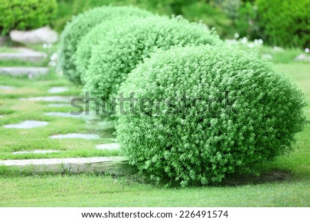 Beautiful lush bushes in garden