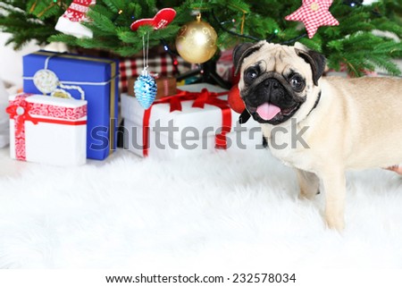 Funny, cute and playful pug dog on white carpet near Christmas tree
