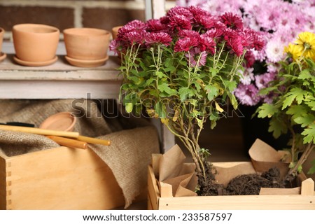 Flowers in wooden box, pots and garden tools on bricks background. Planting flowers concept