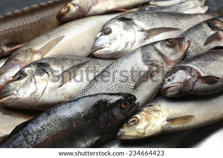 Fresh catch of fish close-up
