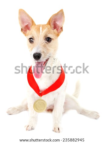 Funny little dog Jack Russell terrier with gold prize winning medal, isolated on white