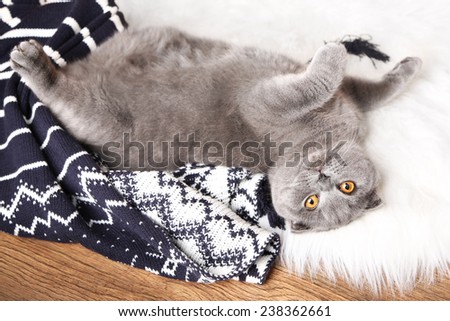 British short hair cat lying on fur rug with plaid on wooden background