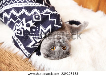 Lovely British cat wrapped in plaid on fur rug on wooden background