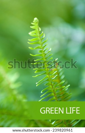 Palm leaves close-up, Green Life concept