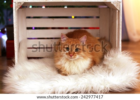 Lovable red cat in crate on fur carpet, indoors