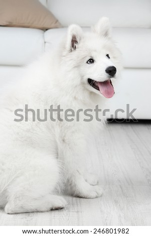 Portrait of Samoyed dog on white sofa background