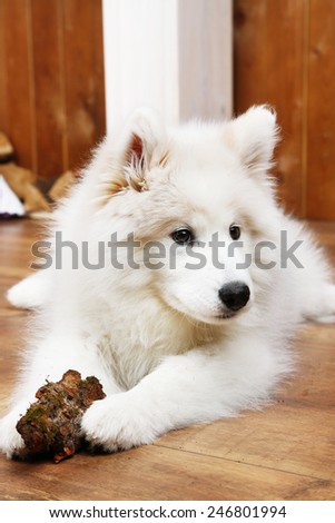 Cute Samoyed dog chewing firewood on wooden floor and fireplace on background