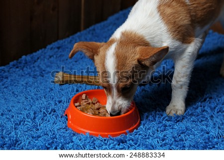 Puppy eating food from dish, on wooden wall background