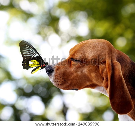 Colorful butterfly sitting on dog\'s nose on bright green background