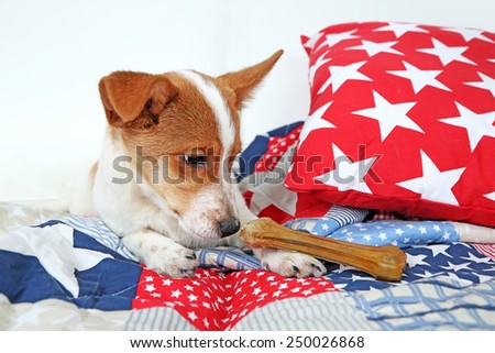 Dog with rawhide bone on sofa