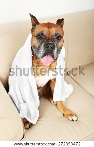 Cute dog with white towel sitting on sofa, on home interior background