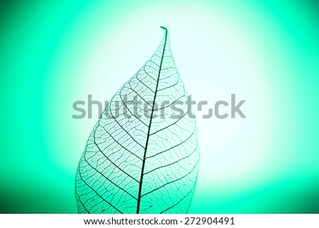 Skeleton leaf on green background, close up
