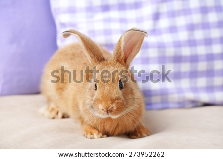 Cute rabbit on sofa, close up