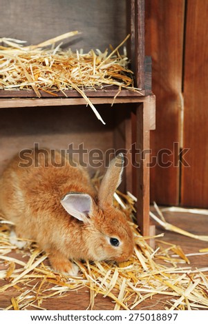Cute rabbit in barn, close up