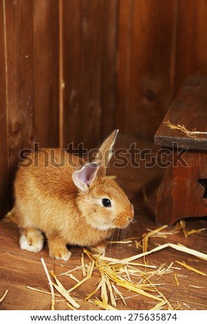 Cute rabbit in barn, close up