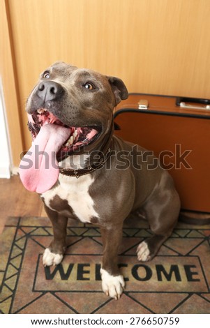 Dog waiting to go near door
