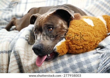 Dog with broken toy bunny rabbit on home interior background