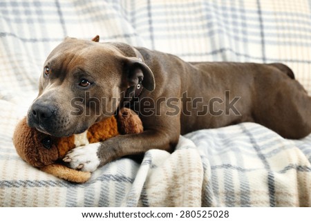 Dog with broken toy bunny rabbit on home interior background