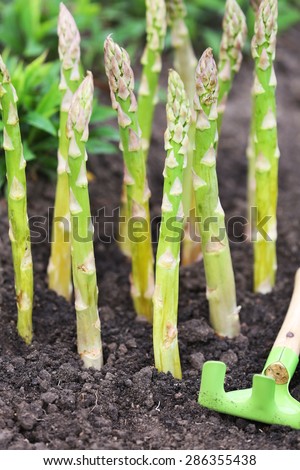Organic farming asparagus in black soil