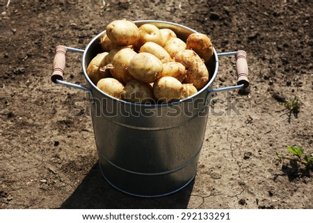 New potatoes in metal bucket in garden