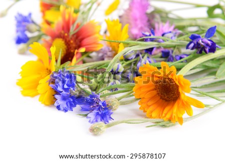 Closeup bright wildflowers on white background