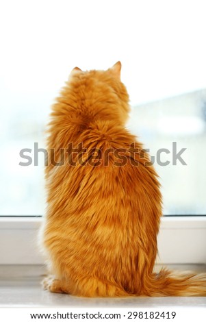 Back of red cat sitting on windowsill background